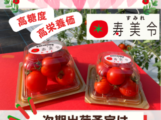 高品質トマト《寿美令》今期販売終了予告（7月初旬）